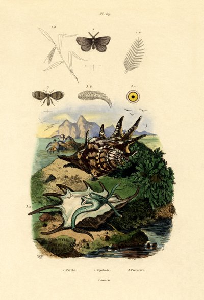 Black-spotted White by French School